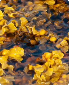 bladderwrack