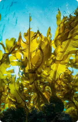 kelp
